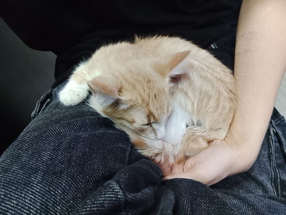 Отдам котёнка в хорошие руки