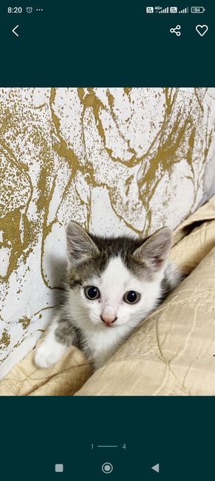 Отдам двух котят