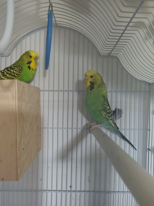 Schimb pereche peruși