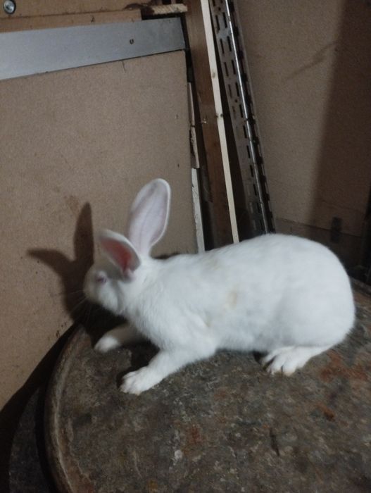 Iepuri hycole francez