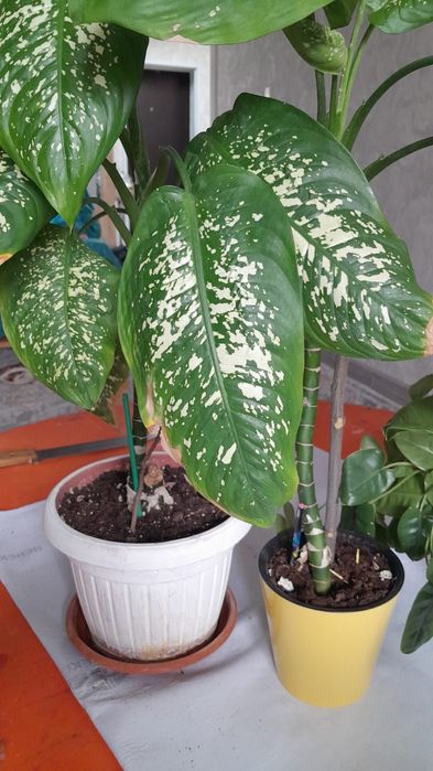 Гүлдер сатылады. 3-гүл 10000тг