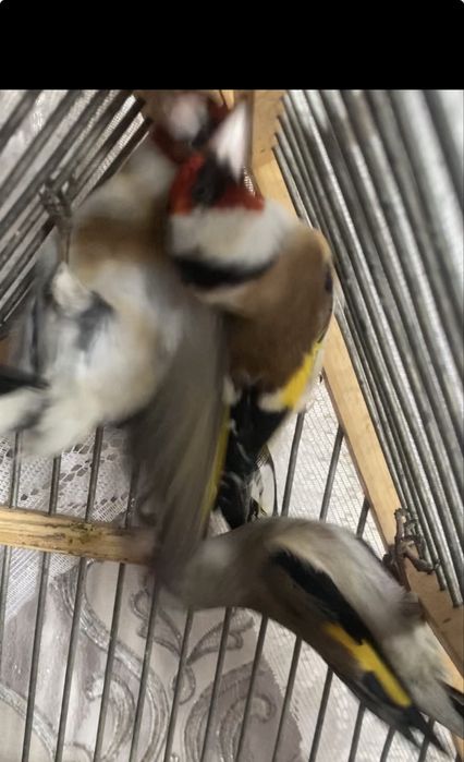 Шеглы на продажу