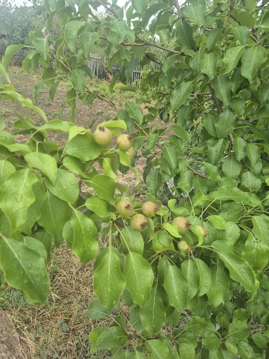 Продам дачу пк каучук в Темнртау.