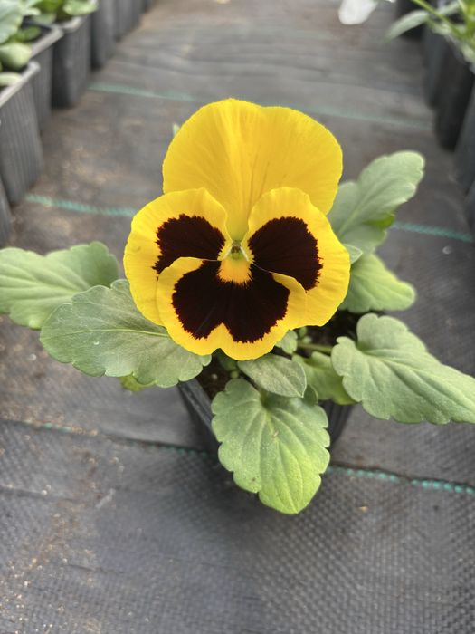 Едроцветни теменужки