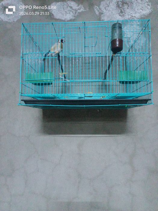 Продается щегол.