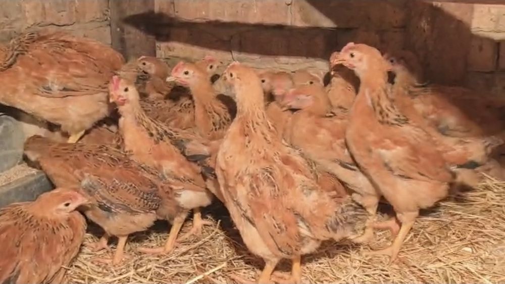 Петушки Кучинская Юбилейная 1 месяц