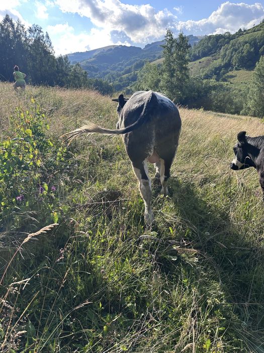 Vand 2 tauri buni de monta