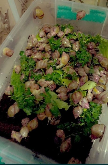 УЛИТКИ КОСМЕТИЧЕСКИЕ ахатины черноголовки ретекулята