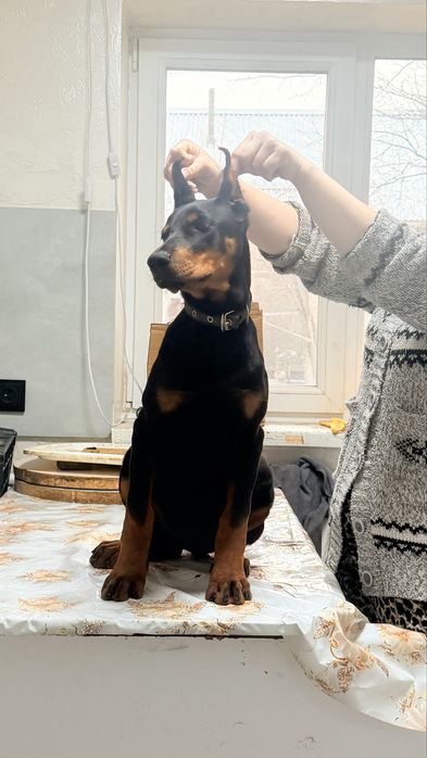 Доберман 4 мес девочка