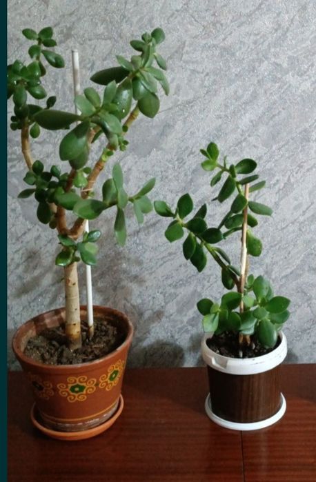 Продам денежное дерево