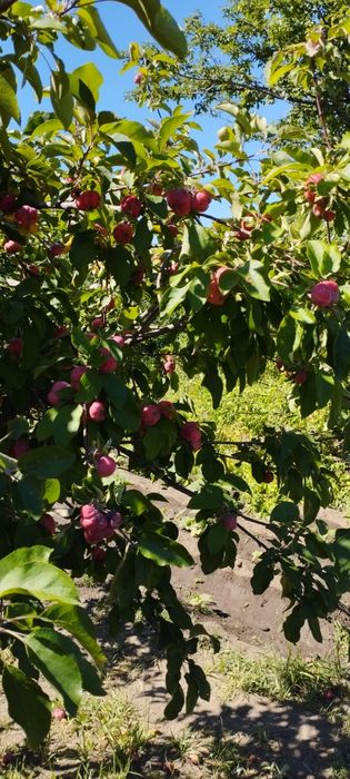 Продам абрикос домашний