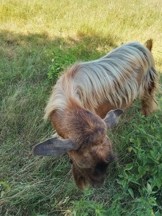 Vând țap!! Negociabil