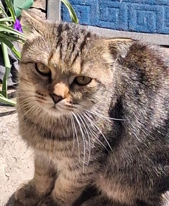 Отдам в хорошие руки кота метиса шотландца с британцем