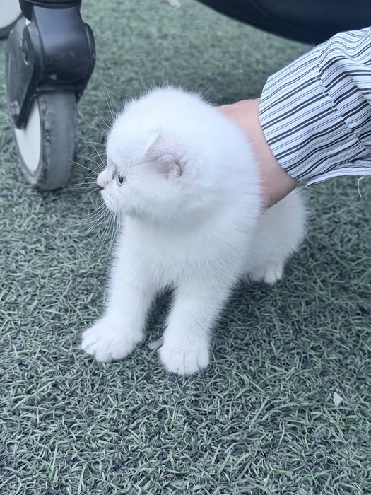 Котенок вислоухая белая