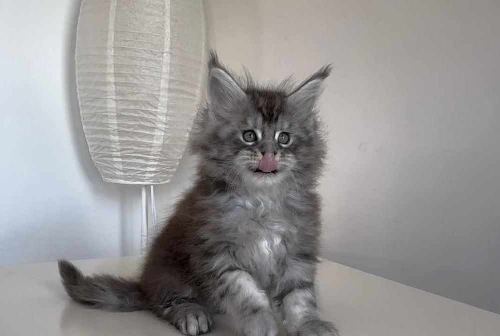 Котенца мейн кун