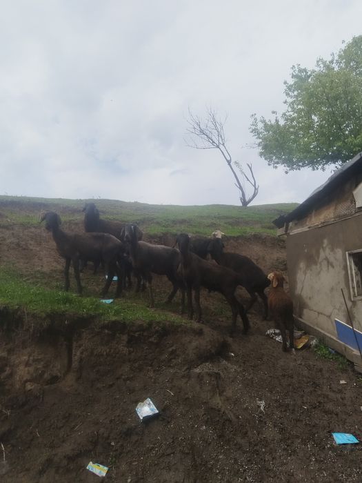 Продам баранов стадо