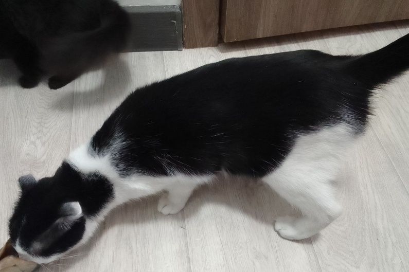 Отдам кошку и котят