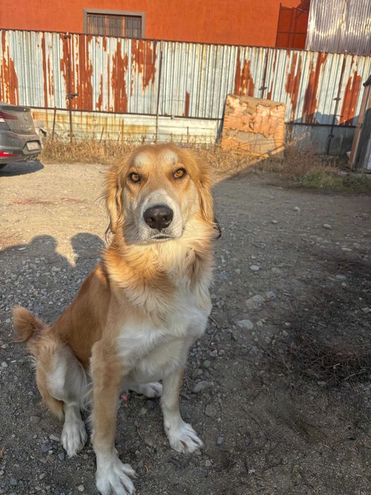 Кобель ищет партнершу (ВЯЗКА)