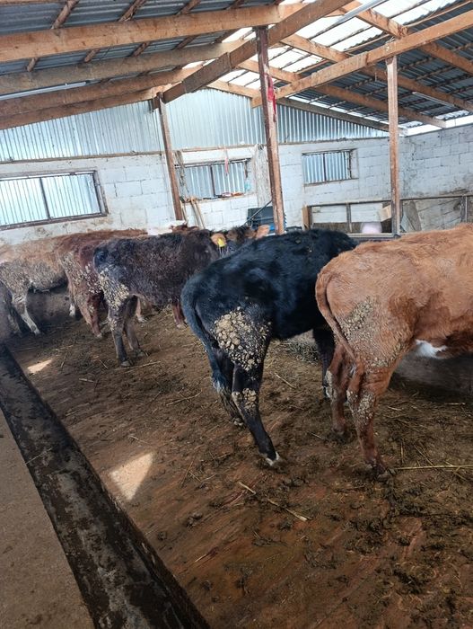 Продаются тёлки годовалые