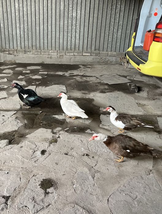 яйцо индоутки, белой