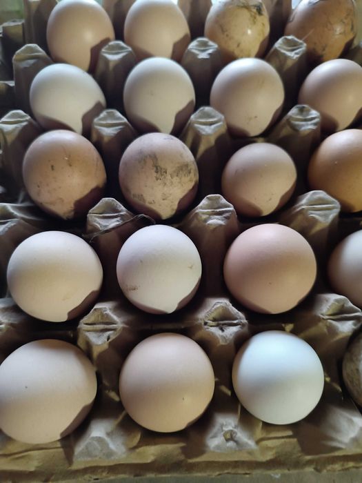 Куриные инкубационные яйца