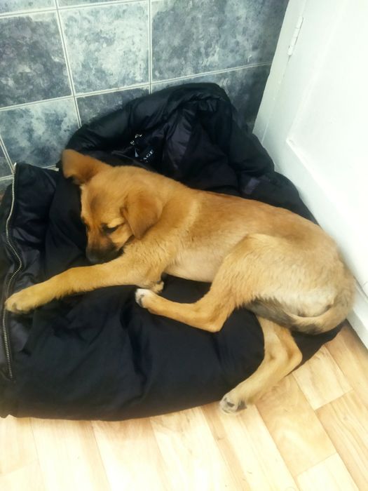 Отдается щенок, девочка