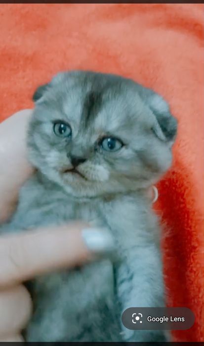 Шотландский редкого окраса