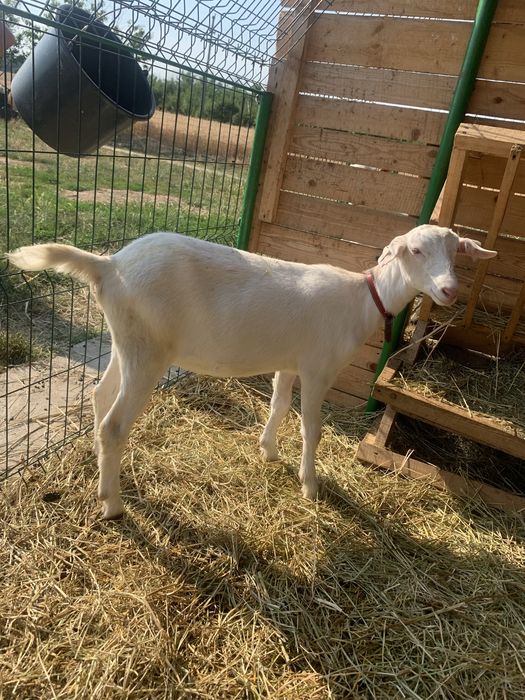 Capre saanen si murciano granadina