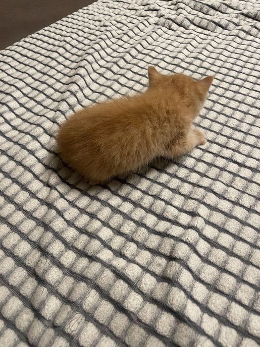 Котенок ищет дом
