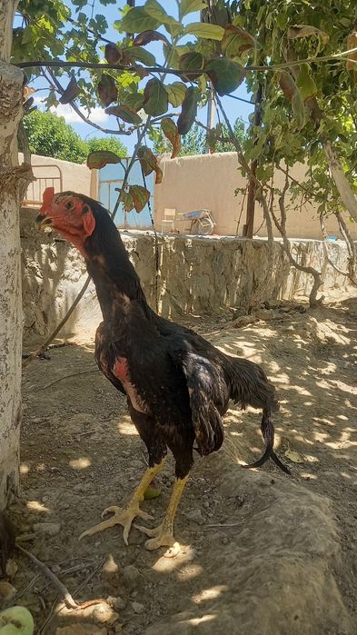 Dakang juja xuroz sotiladi