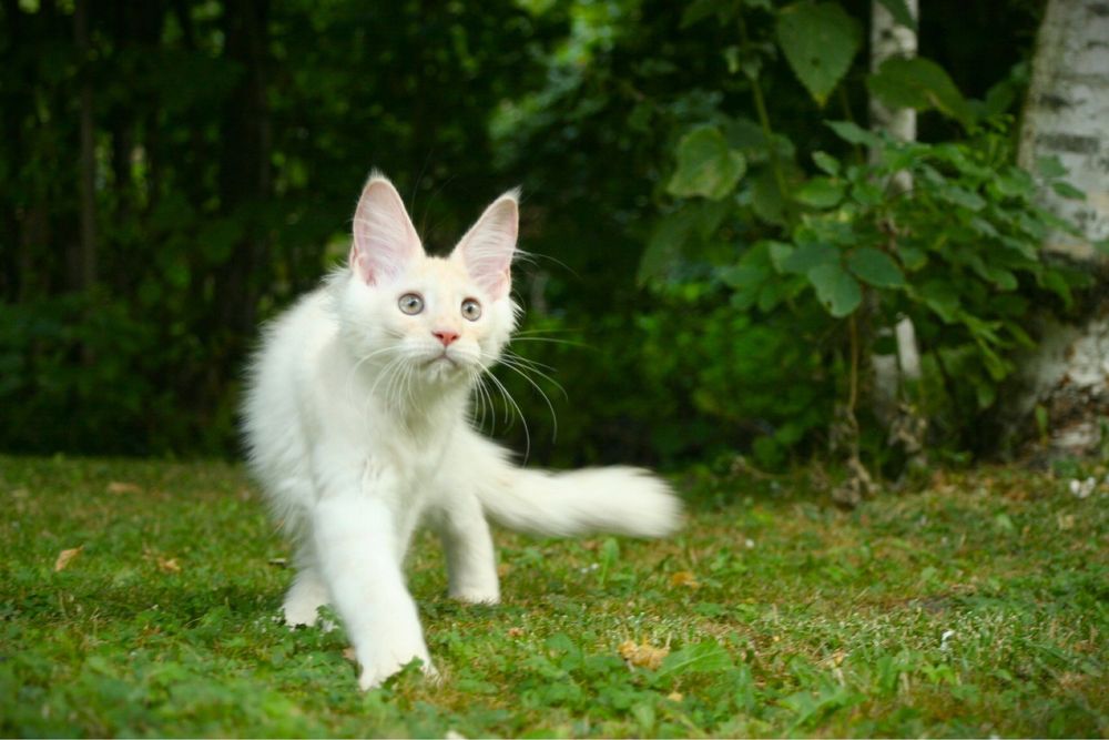 Мейн Куун (Maine Coon)