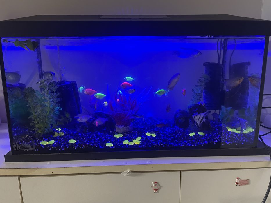 Vand 2 acvarii cu peste 30 pesti!