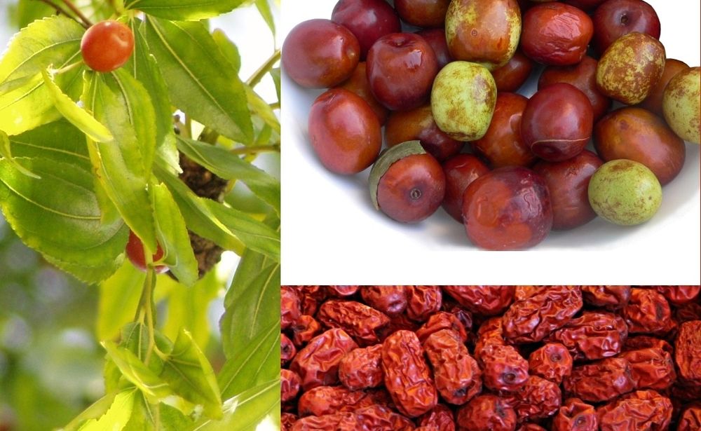 Pomi Fructiferi Exotici (Curmal Chinezesc )