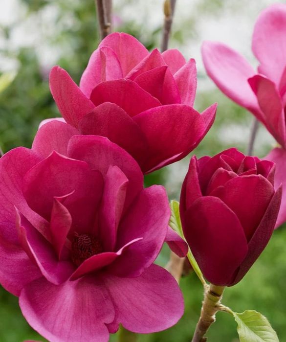 Magnolia Soulangena -Alba Superba