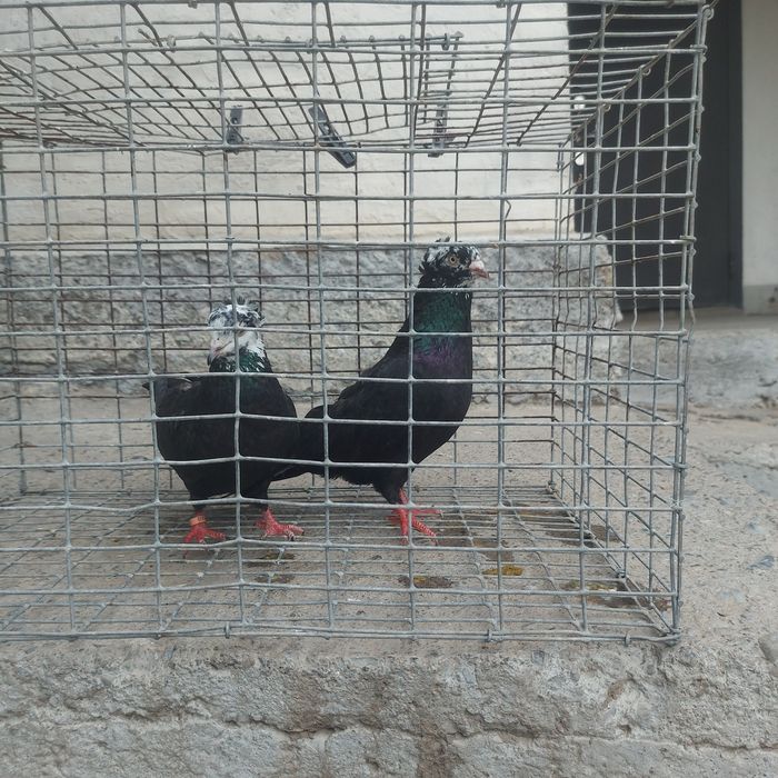 Рябагаловые чубати пара гатовый