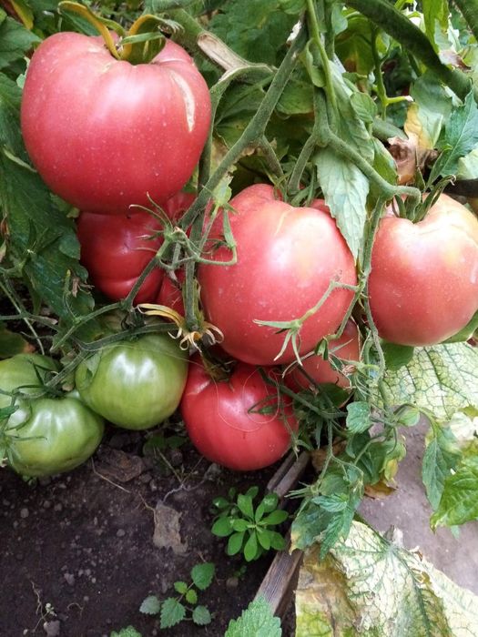 Семена за стари сортове домати и чушки