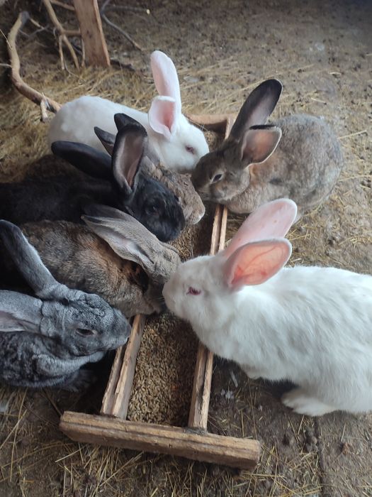Продам  кролих и кролов