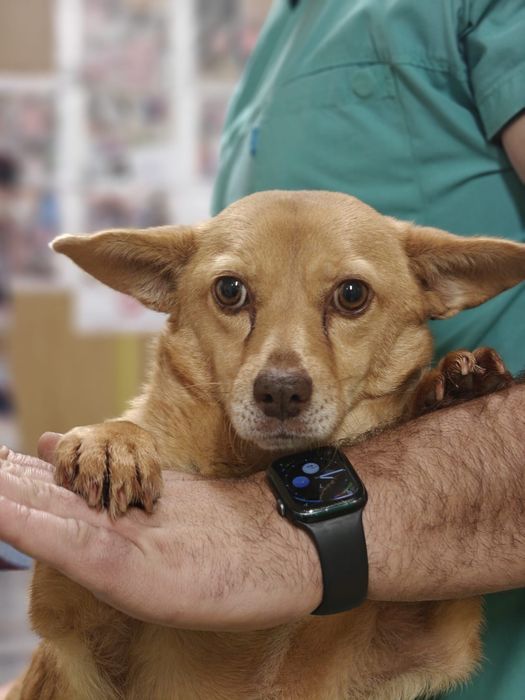 Catelusi tineri, cuminți și inteligenți își caută căsuța