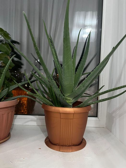 Алое гүлі, цветы алое