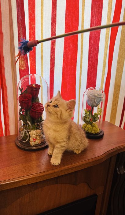 British longhair