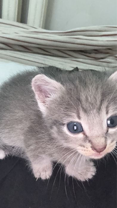 Котята…………………………………………………………