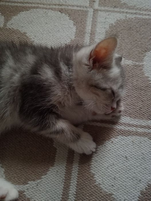 Британ. Котенок (девочка)