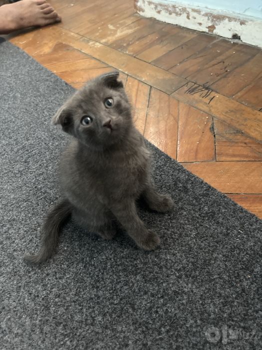 Продам милого котёнка, здоровый и игривый
