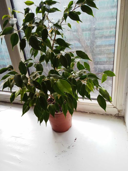 Продам  фикус бенджамина