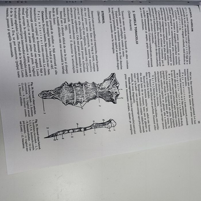 Anatomia omului victor papilian