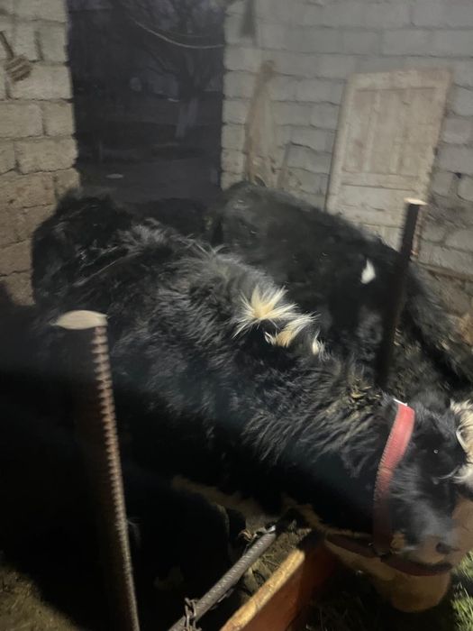 Сыйырлар сатыладыь