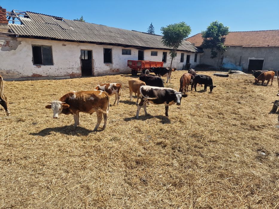Vand vaci si vitei