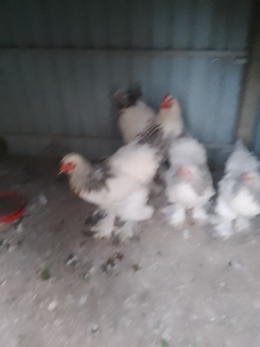 Ouă de găini brahma herminat deschis