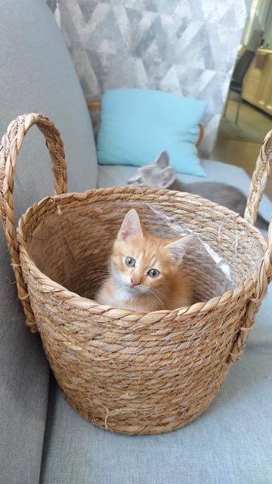 Отдам котят в добрые руки