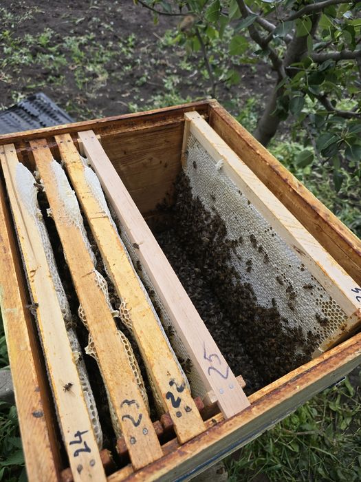 Miere naturală!!! OFERTĂ 5+1 gratis